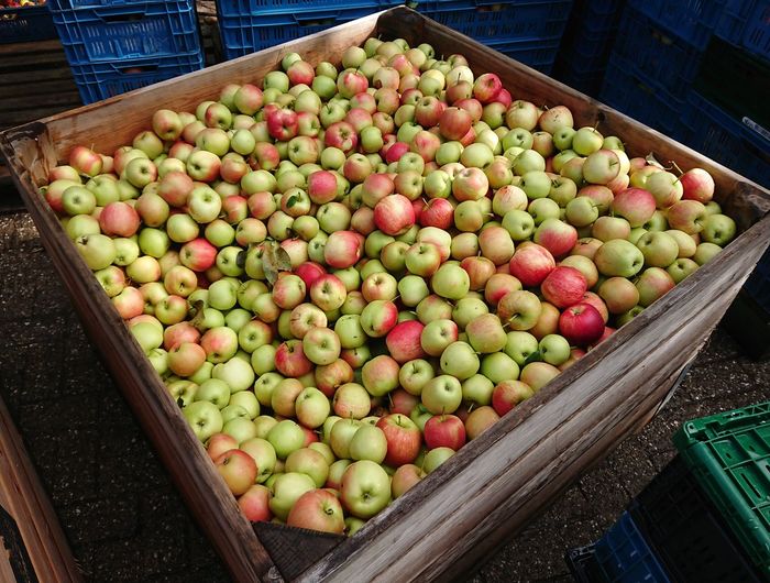 High angle view of fresh picked apples packed on a pallet. the apples will be pressed to juice. 