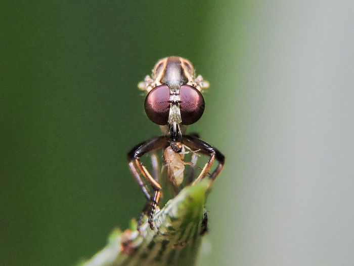 Detail shot of insect on stem against blurred background