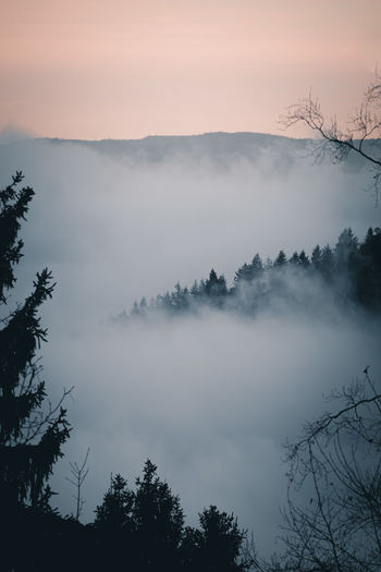 Cold winter morning standing higher than the clouds n the black forest / schwarzwald, germany