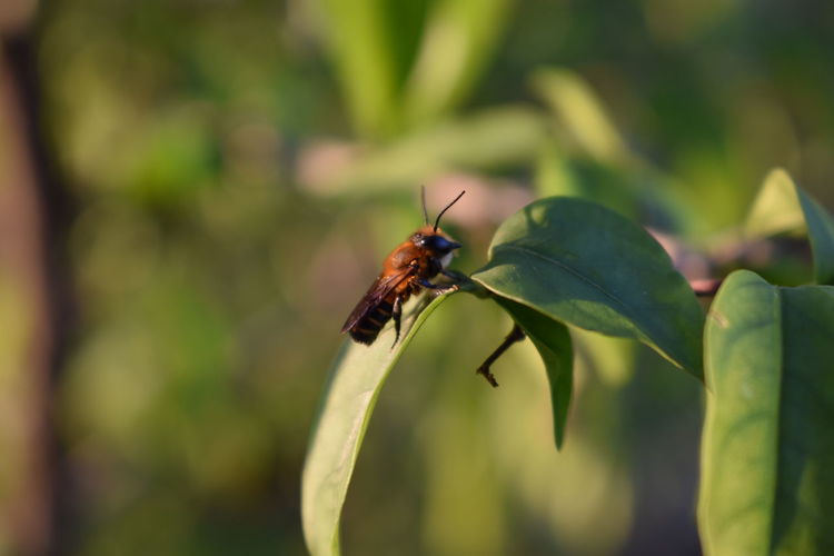 Close-up of insect on leaf