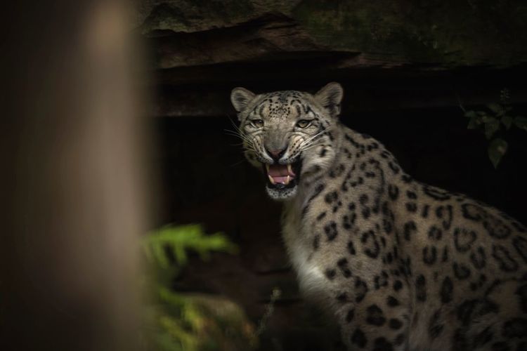 Portrait of snow leopard snarling
