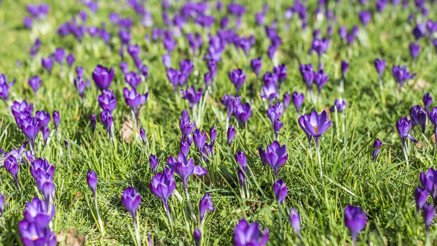 Close-up of purple crocus flowers on field
