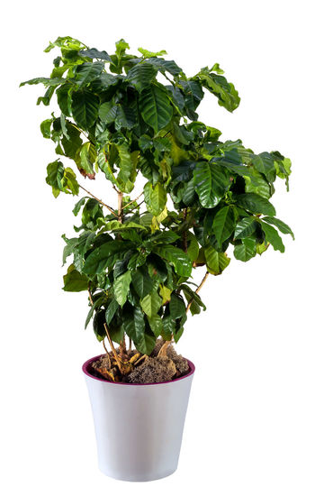 Close-up of potted plant against white background