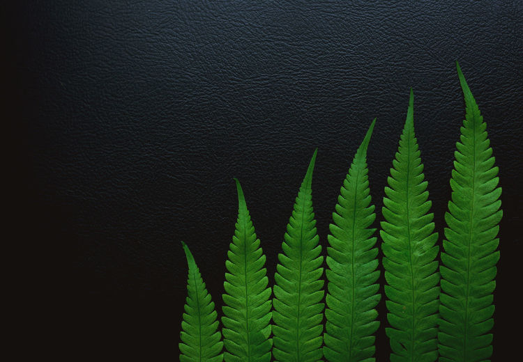 High angle view of fern leaves against wall