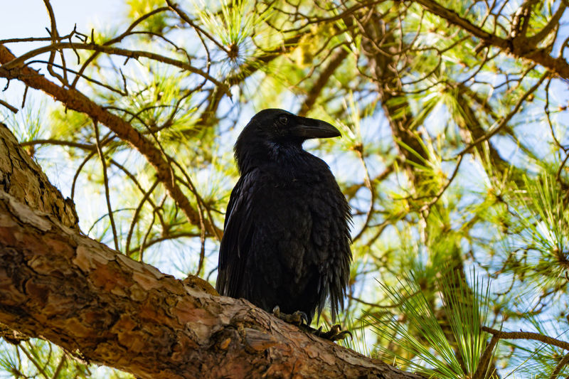 Large black raven crow rook bird close up low angle view 
