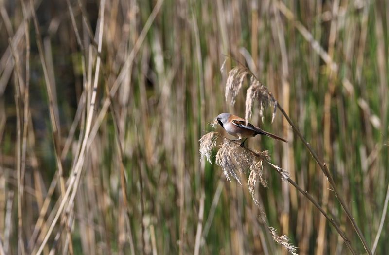 Bearded reedling feeding on a straw with focus on the wingside.