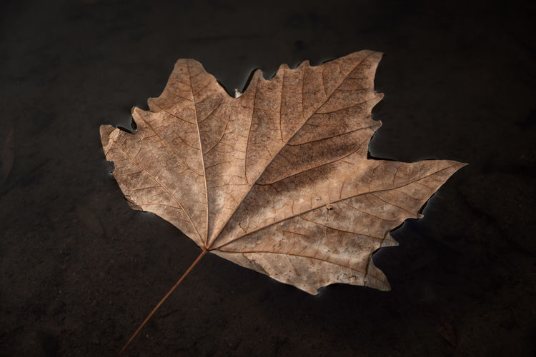Close-up of dry leaf on plant during autumn