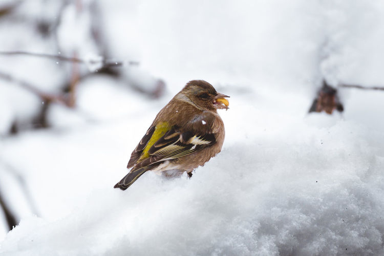 Bird perching on snow covered