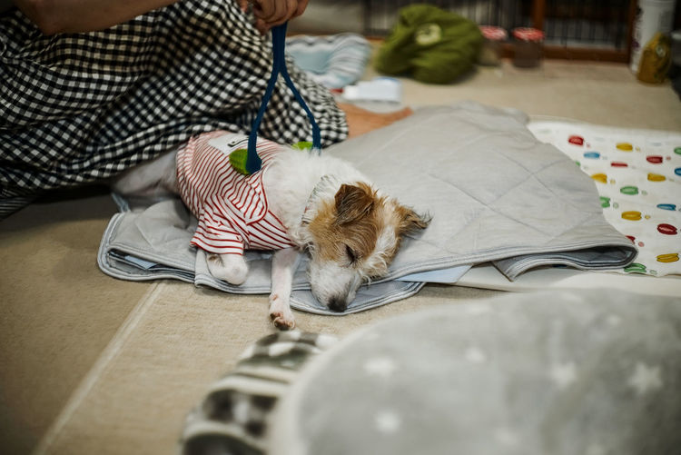 Midsection of a dog sleeping with cat