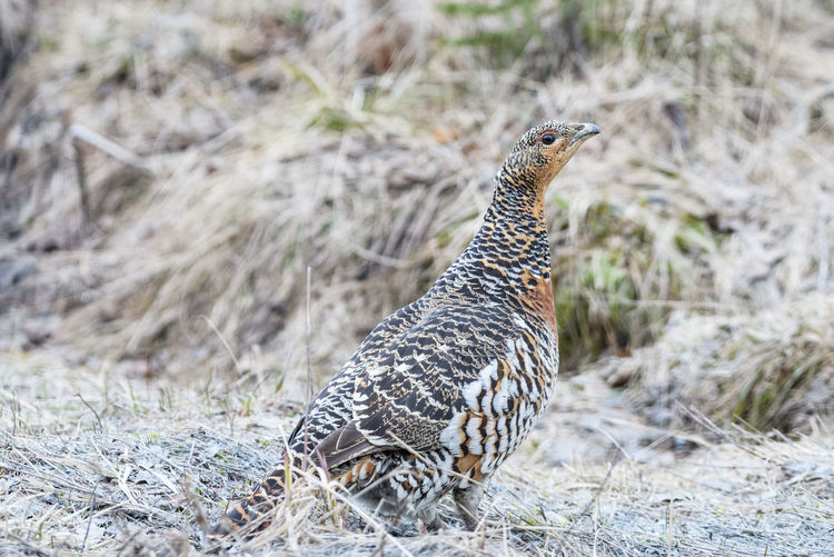 View of a bird on land
