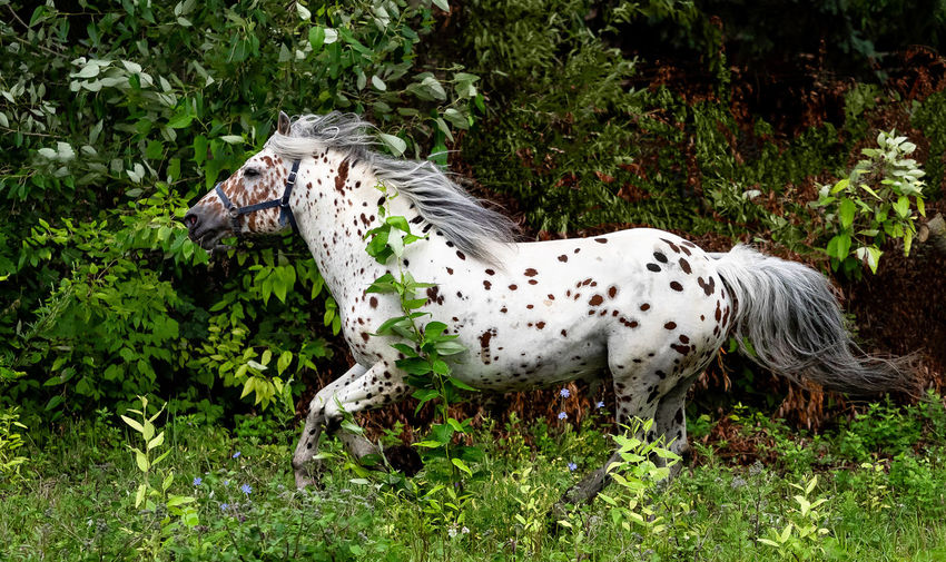 Side view of horse running on grassy field