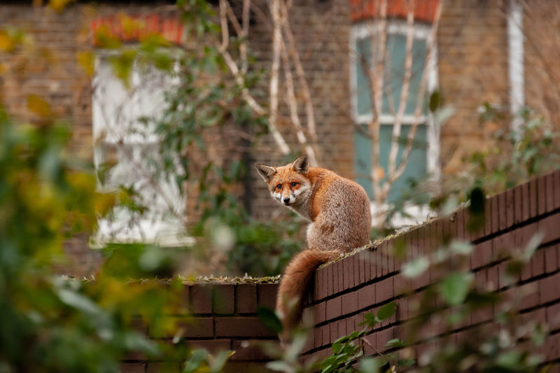 Red fox - vulpes vulpes - wandering on top of brick wall in residential gardens. london, uk.