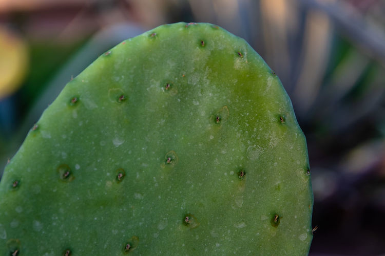 Close-up of succulent plant