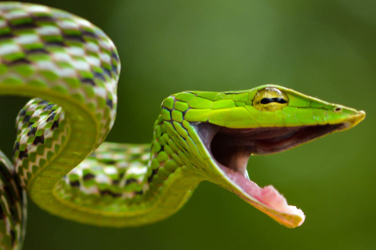 Close-up of green lizard