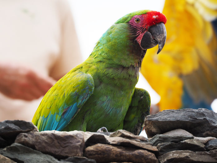 Close-up of parrot perching on wood