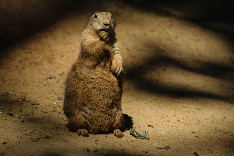 Prairie dog sitting on sand