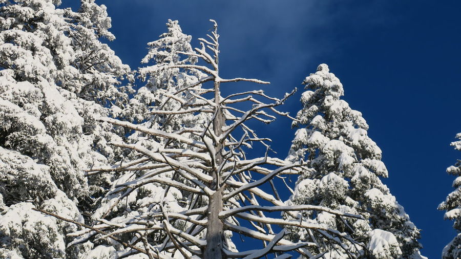 Low angle view of snow covered tree against blue sky