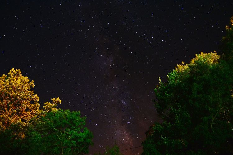 Low angle view of trees against starry sky