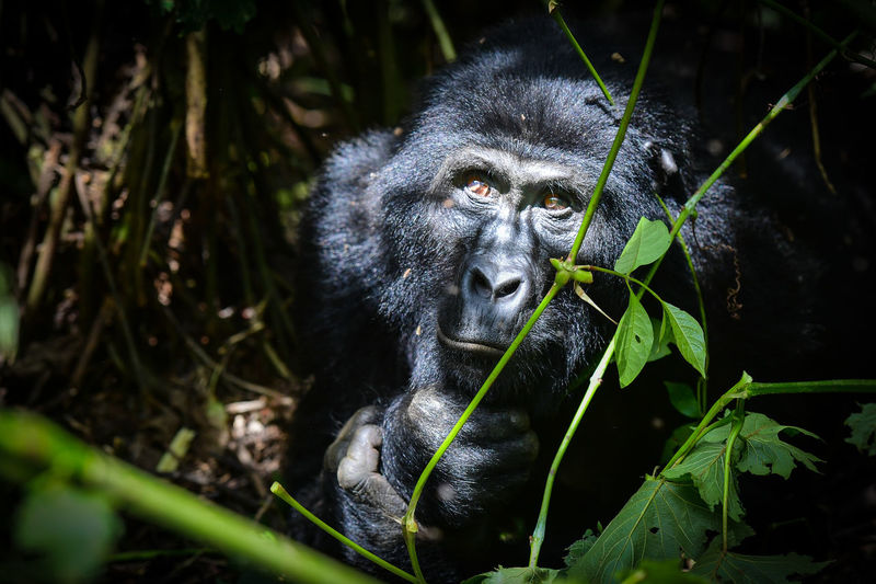 Close-up portrait of gorilla