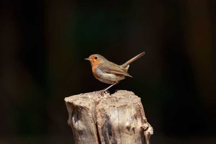 Close-up of robin perching on wooden post