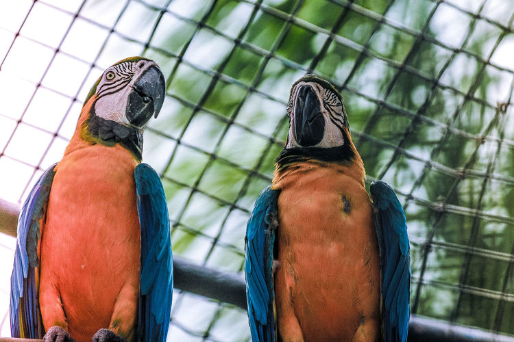 Low angle view of macaws against chainlink fence