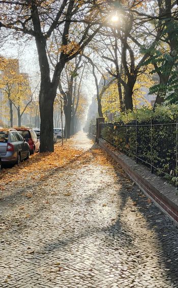 Road amidst leaves in city during autumn