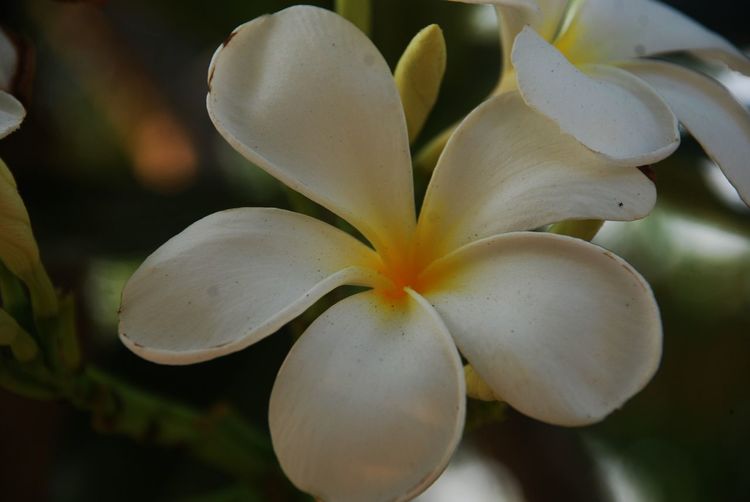 Close-up of frangipani plant 
