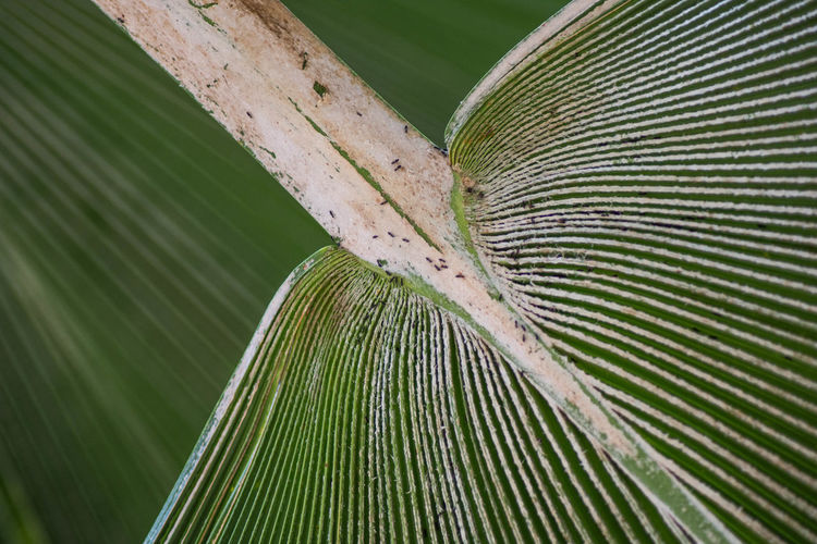 Close-up of leaf on tree