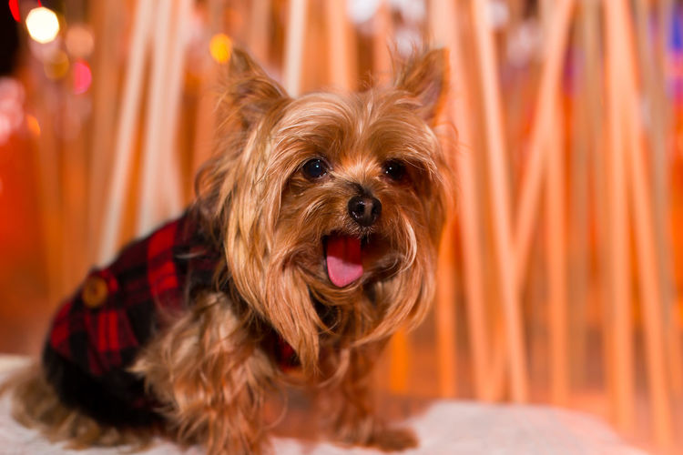 Selective focus portrait of cute yorkshire terrier dog in black and red coat yawning