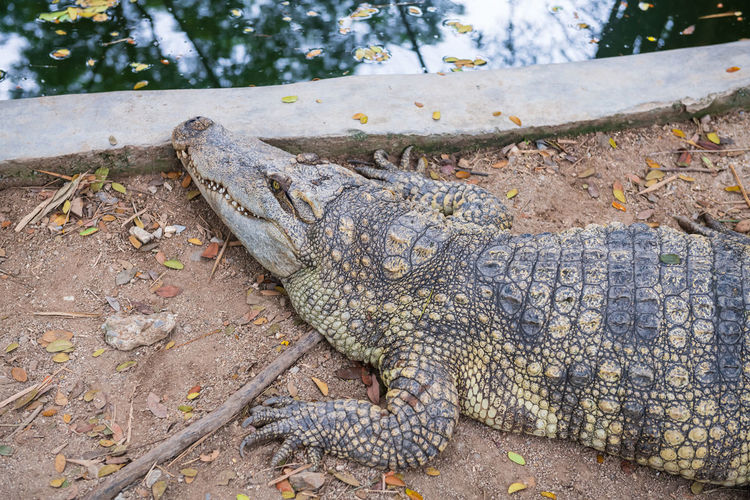 Close-up of crocodile