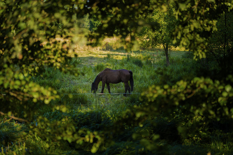 Horse on a meadow while eating, shallow depth of field, beautiful soft bokeh