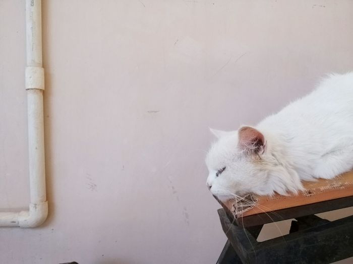 Close-up of white cat resting against wall