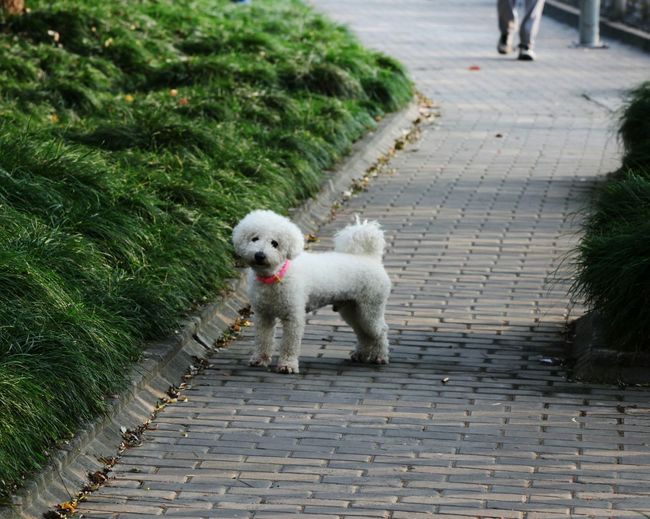 Dog walking on footpath