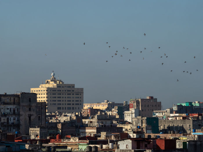 Birds flying over buildings in city of havana, cuba