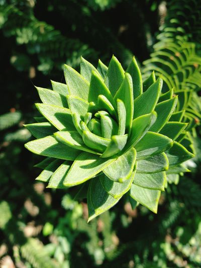 Close-up of fern leaves