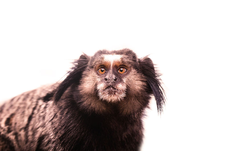 Portrait of monkey looking away against white background