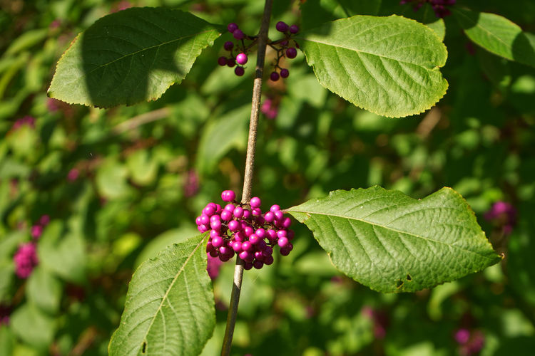 Close-up of purple berries growing on plant