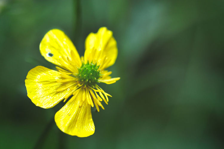 Close-up of yellow flowering plant