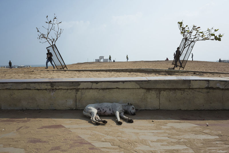 Dog by dogs against sky