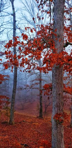 Trees in forest during autumn