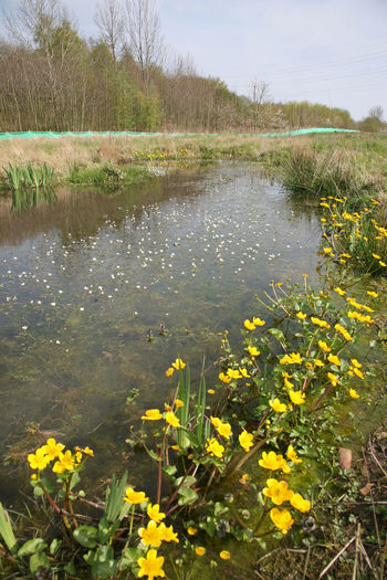 Yellow flowering plants on field by lake against sky