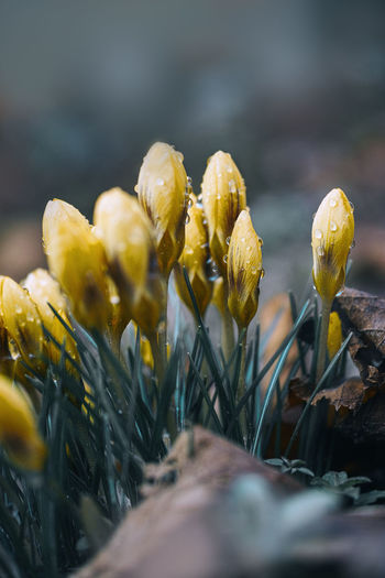 Close-up of yellow flowers growing on field