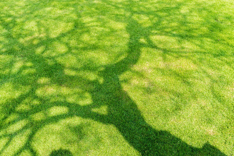 Shadow of tree on grassland