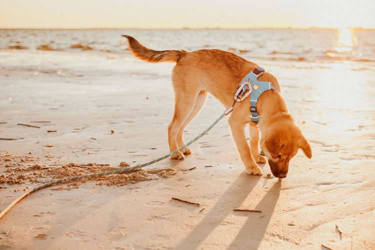 Dog on beach