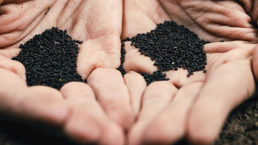 Farmer's hand holds small black basil seeds near the ground ready for sowing