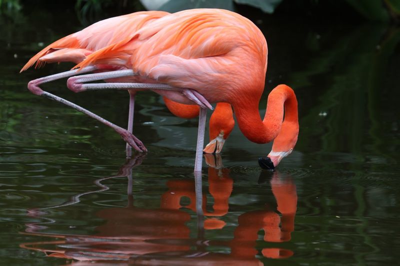 Side view of flamingoes in lake