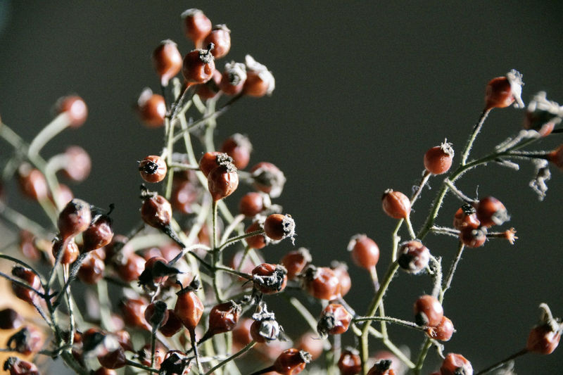 Close-up of berries on stem