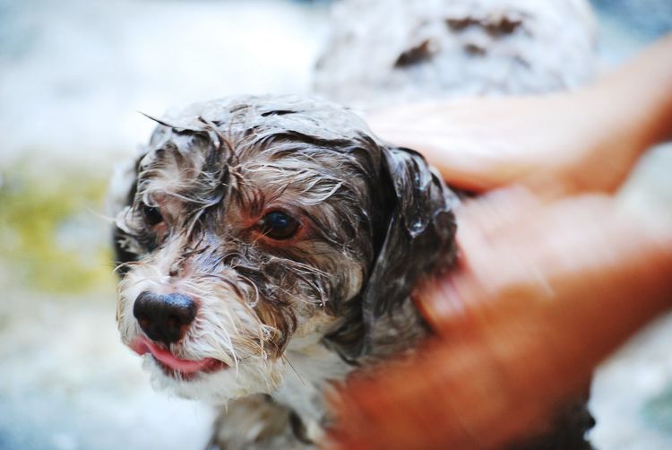 Close-up of wet dog looking away
