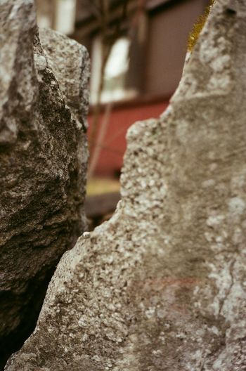 Close-up of rock on tree trunk