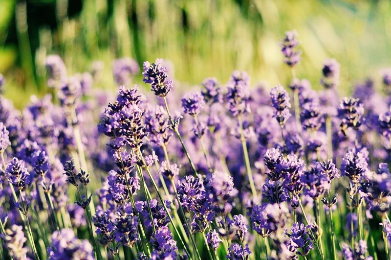 Close-up of purple flowers blooming in field